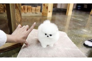 Pomeranian Puppies For Sale