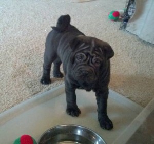 Beautiful Black Sable Shar-pei puppies (9 Weeks Old) Vetted!  Read more: http://newark.ebayclassifieds.com/dogs-puppies/south-pl