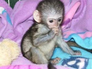 We have two baby face and loving Capuchin Monkeys for adoption