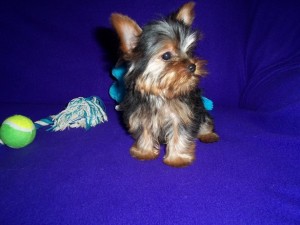 Yorkie Male And Female For Adoption.