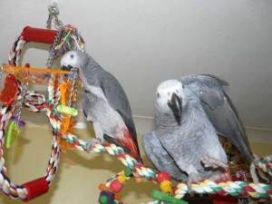 pair of African Grey  Parrots For Adoption