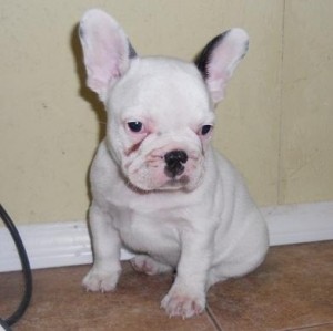 French Bulldog Puppies For Sale