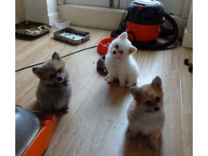 Adorable White Teacup Pomeranian Puppies Available