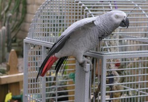 Well Trained Congo African Grey Parrots Now Available for Adoption