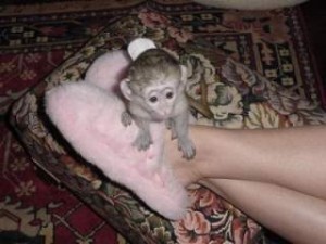 Affectionate Cute Baby Capuchin Monkeys Available .