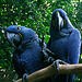 Parrots, Macaw Mountain Bird &amp; Nature Reserve