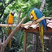 Parrots, Macaw Mountain Bird &amp; Nature Reserve