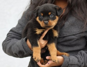 cute AKC Registered Rottweiler Puppy for Adoption - 12 Weeks Old