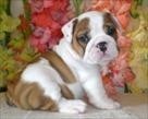 Healthy English Bulldog Puppy For adoption