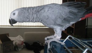 Chrirstain home seeking to give out pair of African grey for adoption