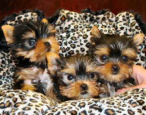 Yorkshier Terrier pups text now at (719) 245-8036