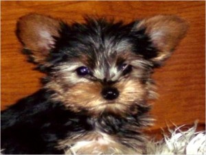 Cute Tea Cup Yorkies for Sale