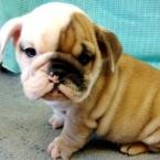 ENGLISH BULLDOG PUPPIES FOR ADOPTION