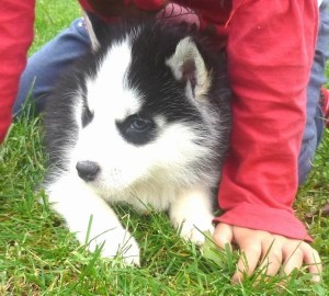 Siberian Husky Pups