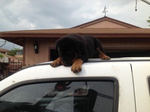 Rottweiler puppy