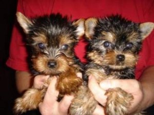 Registered Teacup Yorkshire-Terrier Puppies for Adoption