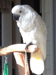 Umbrella Cockatoos Available for adoption