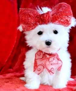 Male and Female Maltese Puppies