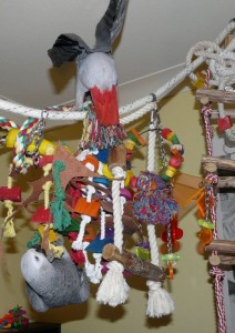 African Grey Parrots