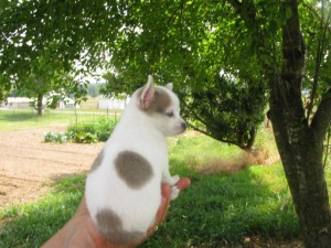 Tiny Teacup Chihuahua puppies