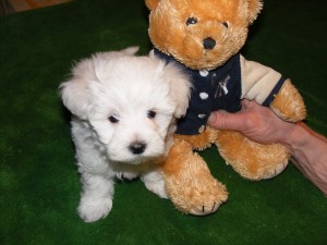 Maltese Puppies Male Female