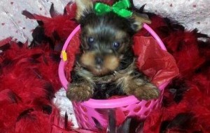 Our beautiful yorkie Molly gave birth on 11th December