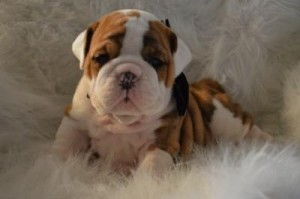 Healthy English Bulldog Puppy For adoption