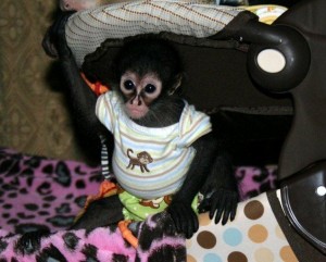 Adorable baby capuchin spider and marmoset monkeys ready for good homes