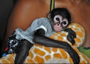 sweet lovely baby spider monkeys for adoption call or text (719) 938-8154
