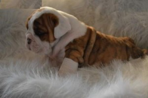 Purebred English Bulldog Puppies for Sale.