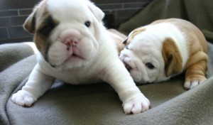 English Bulldog Puppies for adoption