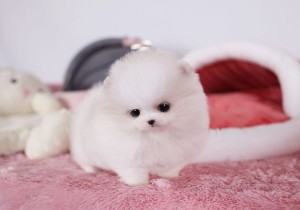 Tiny White Teacup Pomeranian Puppy