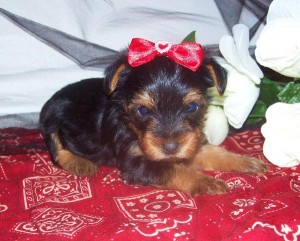 Tiny Yorkie Puppies For New Home (978) 434-0529