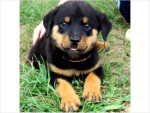 Rottweiler Puppies looking for a good home
