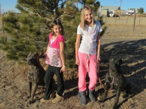 Cane Corso Puppies