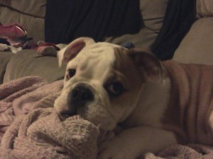 STOLEN English Bulldog puppy