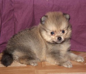 Pomeranian Puppies