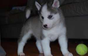 Cute and Charming Siberian Husky Puppies
