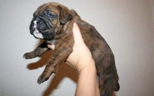 Boxer puppies