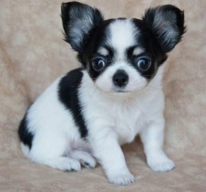 5 chihuahua puppies for free adoption don't miss this!!!