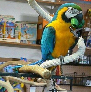 Macaw parrots for adoption now with Cages