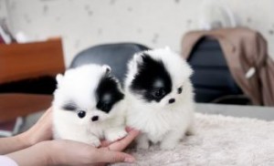 12 weeks old  Male Pomeranian