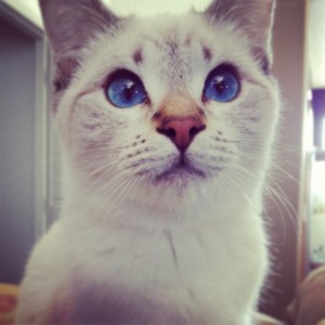 Purebred Lilac Lynx Point Siamese Kitten