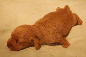 AKC Mini Wire Hair Dachshund Puppy