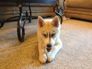 Blond Husky