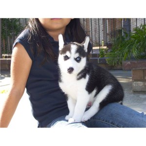 Male and Female Siberian Husky Puppies