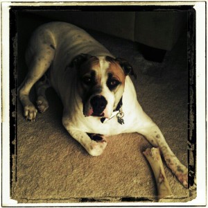 Titan, Purebred American Bulldog, Free To Good Home