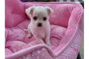Chihuahua Puppies for your family
