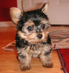 Female Yorkie Puppy