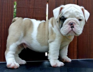 Healthy English bulldog puppies